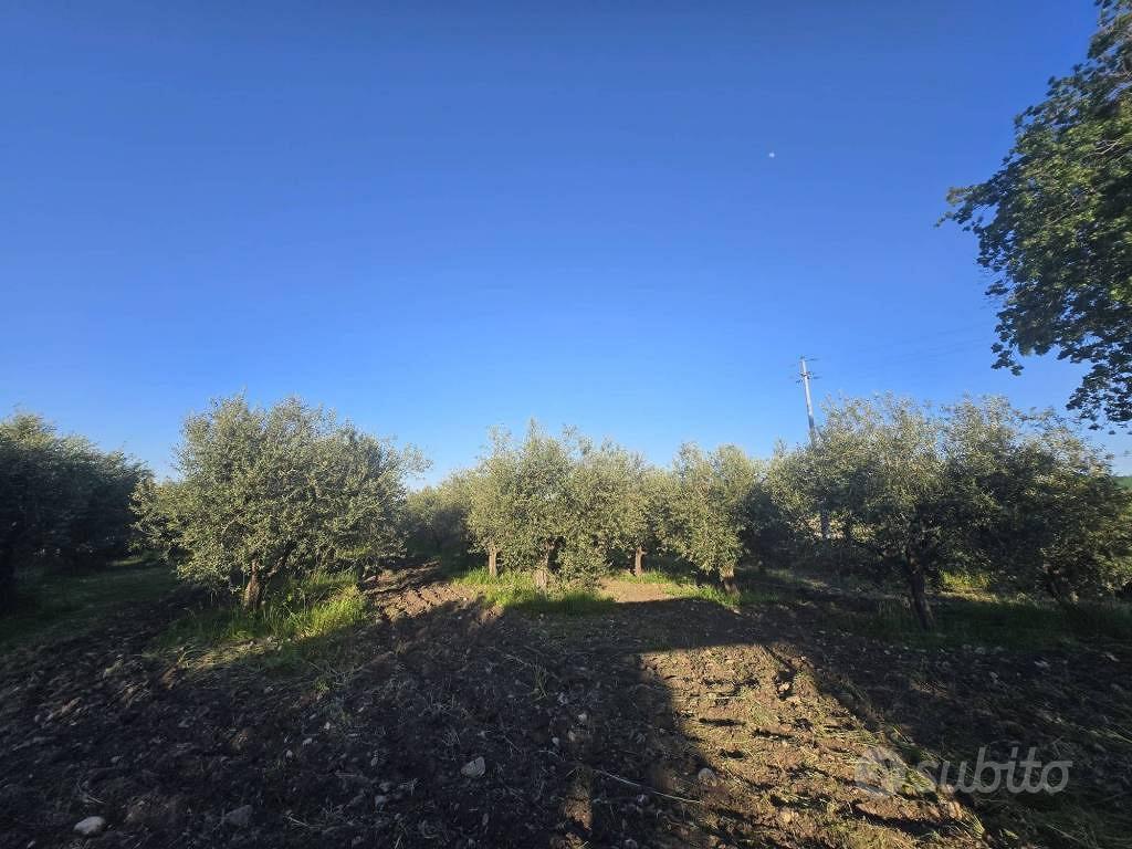 Terreno di 56000 m² a Larino - Vista 3