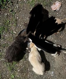 Cuccioli di bracco lagotto