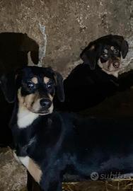 Regalasi cucciole femmine mix cane da caccia