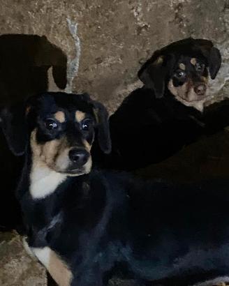 Regalasi cucciole femmine mix cane da caccia