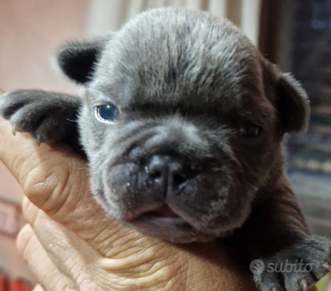 Peluche bulldog francese, animale farcito Frenchie, regalo fatto a mano  amante del Bulldog -  Italia