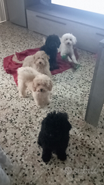 Barboncina nera disponibile 4mesi