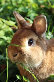 Coniglio nano colorato fulvo