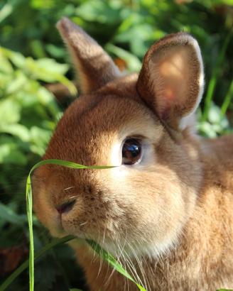Coniglio nano colorato fulvo