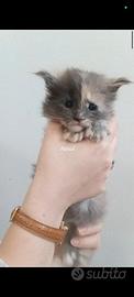 Cuccioli Maine Coon