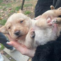Cuccioli di labrador retriver