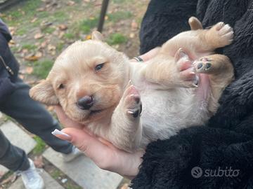 Cuccioli di labrador retriver