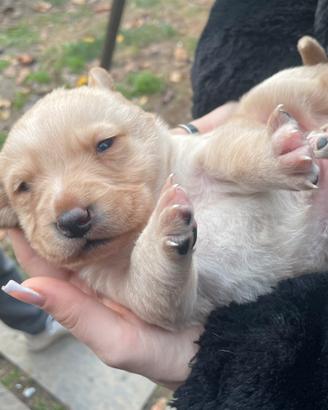 Cuccioli di labrador retriver