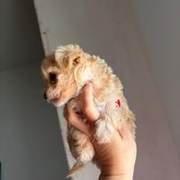 Barboncini toy minitoy e teacup