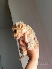 Barboncini toy minitoy e teacup