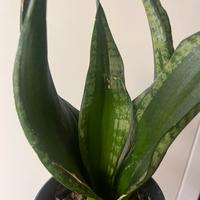 Pacchetto sansevieria