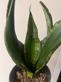 Pacchetto sansevieria