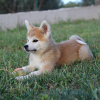 Cucciola di akita inu