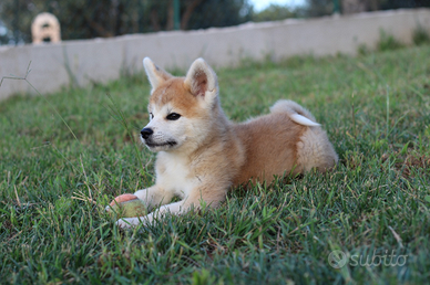 Cucciola di akita inu