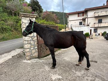 Cavallo