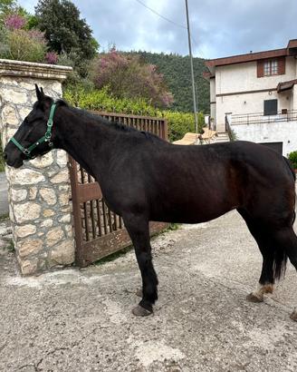 Cavallo