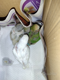 Pulli da imbecco di inseparabili