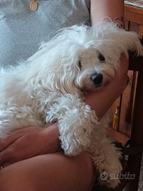 Maltese femmina
