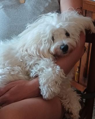 Maltese femmina