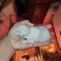 Gatto persiano cuccioli