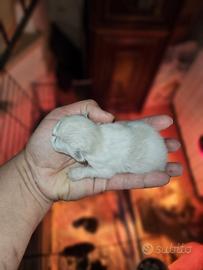 Gatto persiano cuccioli