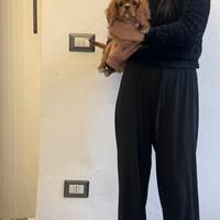 Cavalier King Ruby taglia piccolissima disponibile