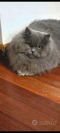 Cucciolo blu british long hair