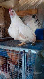 Coppie galline serama