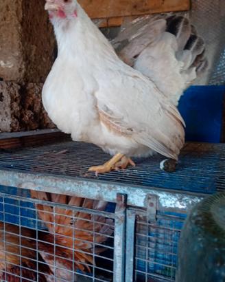 Coppie galline serama