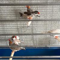 Bengalini diamantini