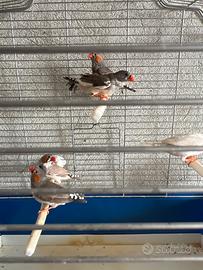 Bengalini diamantini