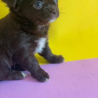 Chihuahua cuccioli disponibili con pedigree Enci
