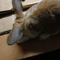 4 Conigli da compagnia adorabili