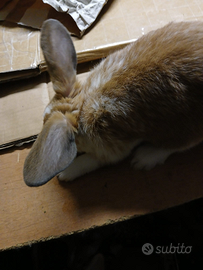 4 Conigli da compagnia adorabili