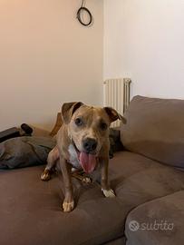 Amstaff 8 mesi