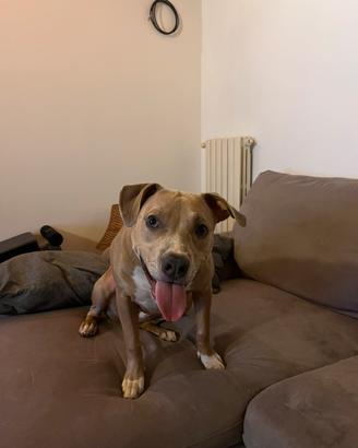 Amstaff 8 mesi