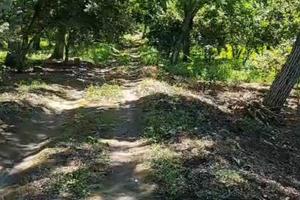 Terreno agricolo 8.000 mq - Cicciano (NA)