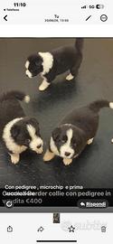 Border collie cuccioli con pedigree