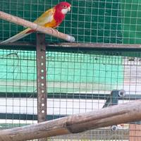 Rosella platicercus eximius maschio