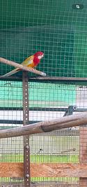 Rosella platicercus eximius maschio