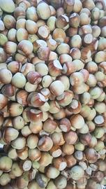 Noccioleto specializzato