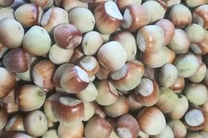 Noccioleto specializzato