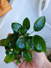 Anubias bart. nana