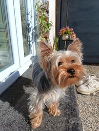 Simil Yorkshire Toy maschio