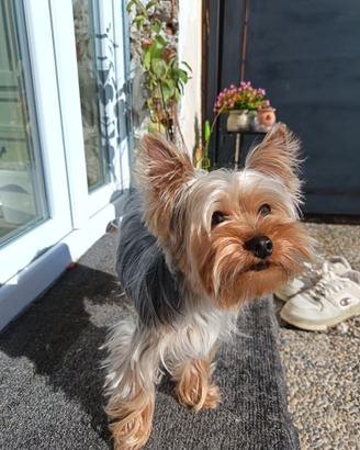 Simil Yorkshire Toy maschio