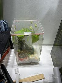 Insetti foglia phyllium giganteus