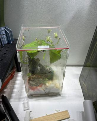 Insetti foglia phyllium giganteus