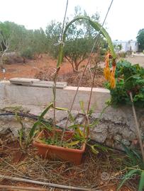 Pianta dragon fruit