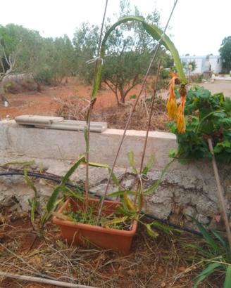 Pianta dragon fruit