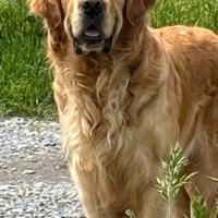 Golden retriver disponibile per monta